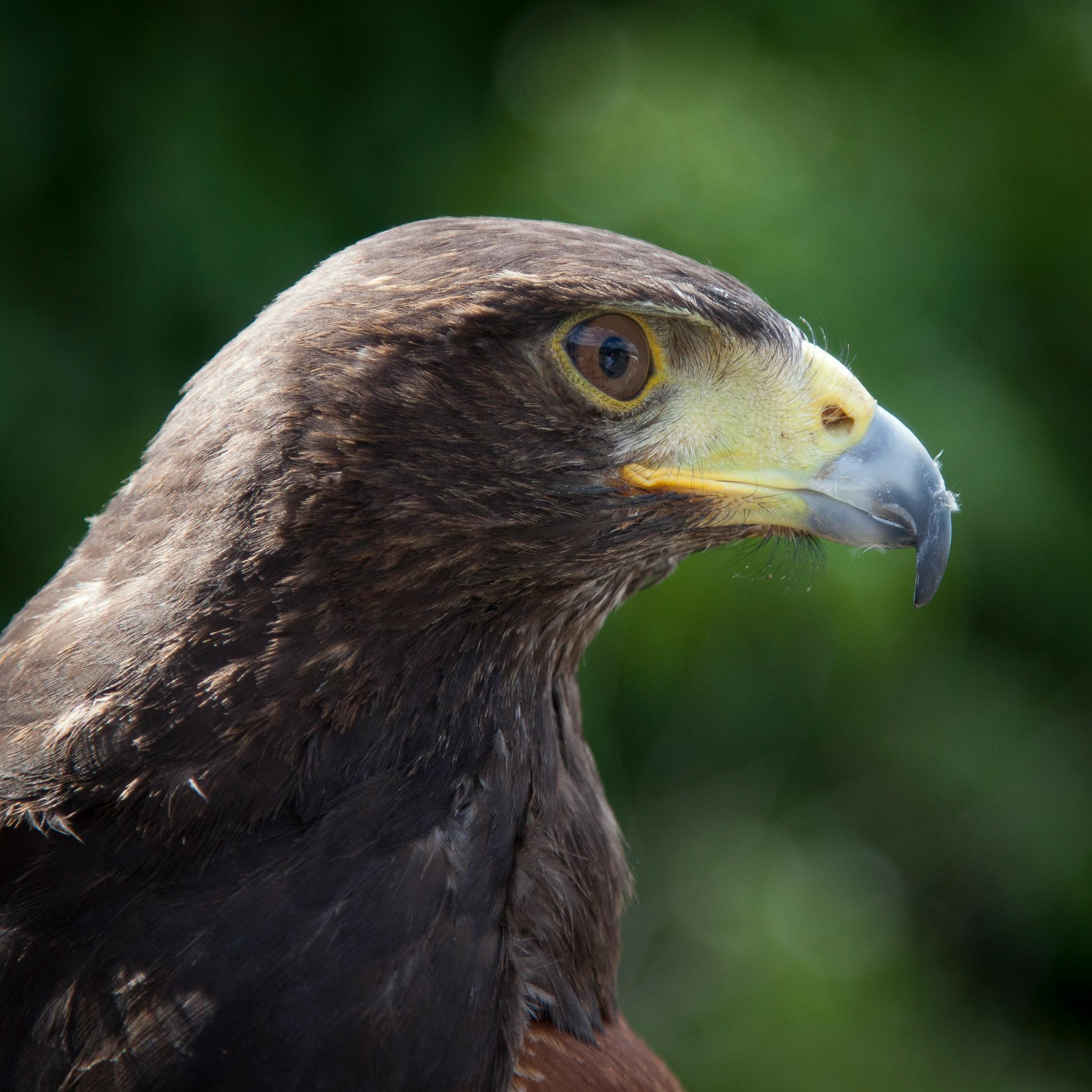Detailed close-up of an eagle's profile showcasing its sharp features and intense gaze.